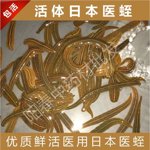 日本医蛭活体美容医疗医用水蛭蚂蟥吸血蚂蟥水族宠物活体包活