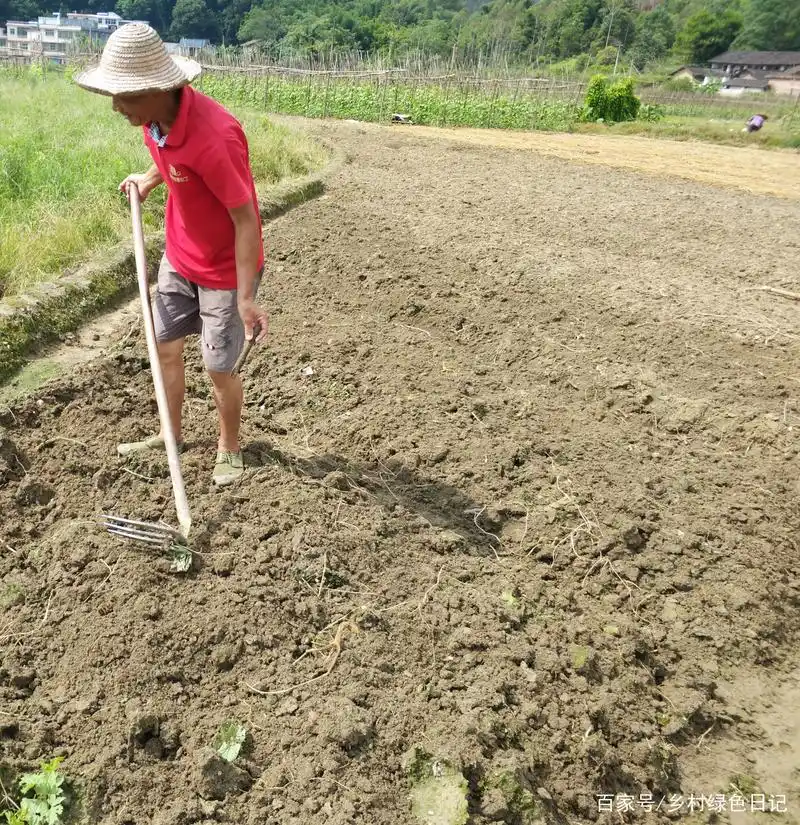 2.翻地晒白消毒减少病虫源和施底肥