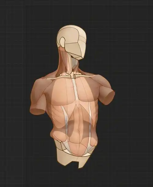 一些躯干的解剖及运动