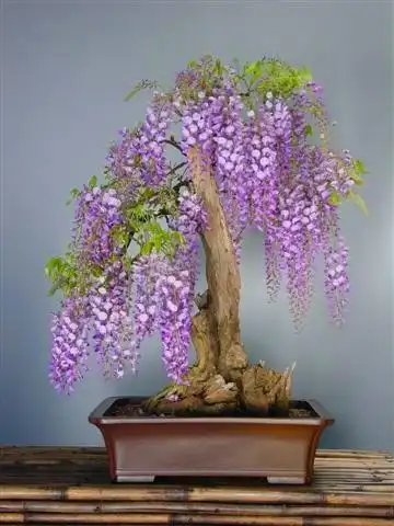 紫藤盆景欣赏