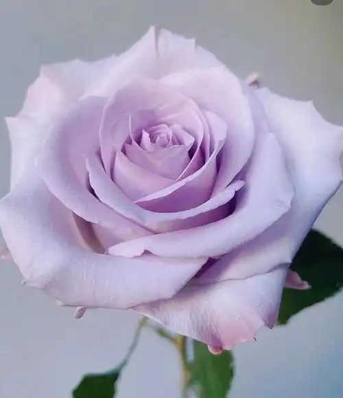 慈溪花材分享海洋之歌玫瑰