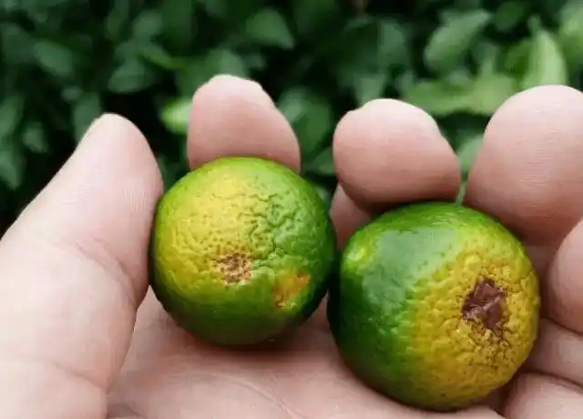 被蝽象危害的柑橘树像急性炭疽病症状果农注意了