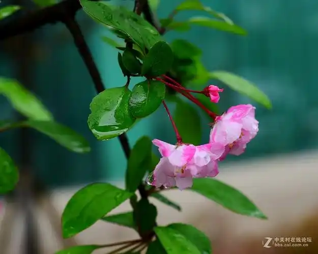 雨中的海棠花 -----中关村在线摄影论坛