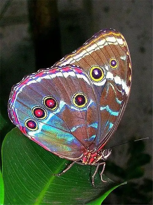 【生态微距】漂亮的小蝴蝶摄影图片欣赏  wbr>03