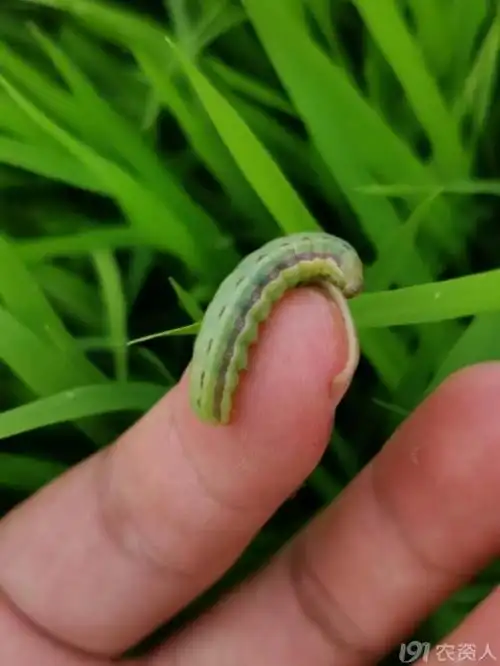 请问这是什么虫子哪种夜蛾