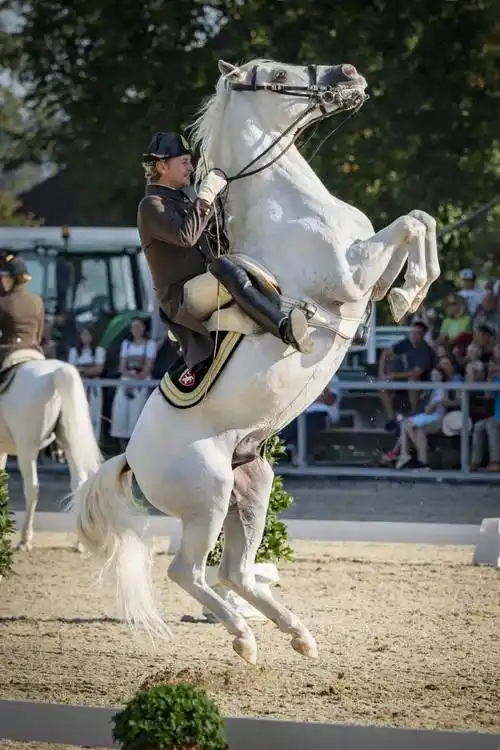 带你探古堡丨皮伯城堡的白马奇遇_扎马_利比_piber