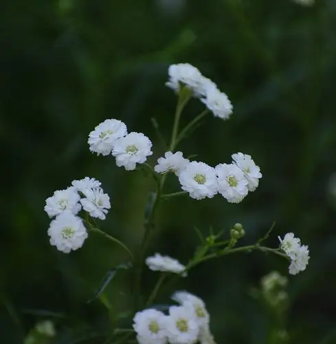 1 帖子: 44573   注册: 2008年07月   "宿根霞草"   别名:满天星