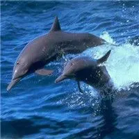 可爱漂亮小海豚头像