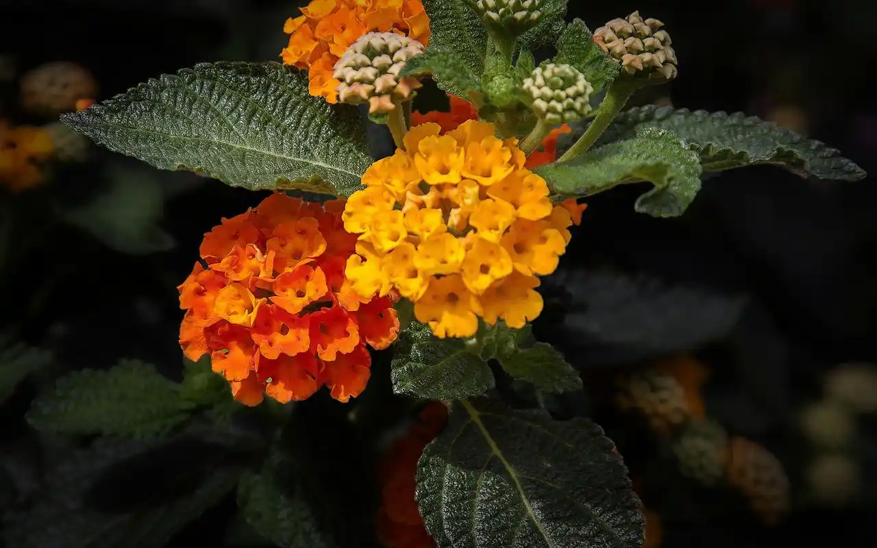 唯美绽放的马樱丹图片桌面壁纸