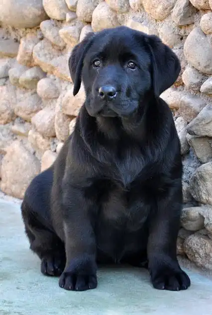 大头宽嘴拉布拉多黑色咖啡色奶白色都有今年第一胎