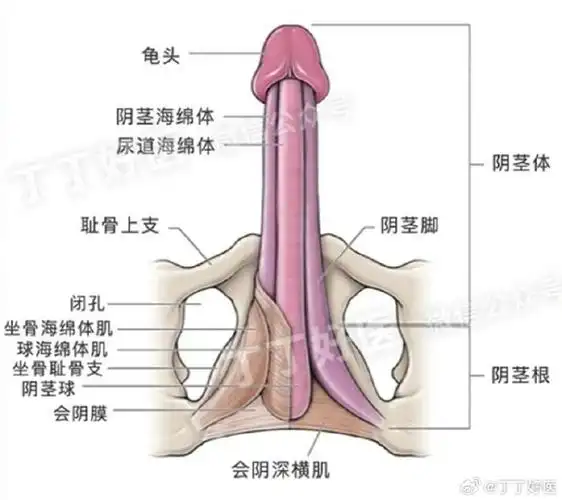 男性丁丁有三根海绵体,分别是两根丁丁海绵体和一根尿道海绵体