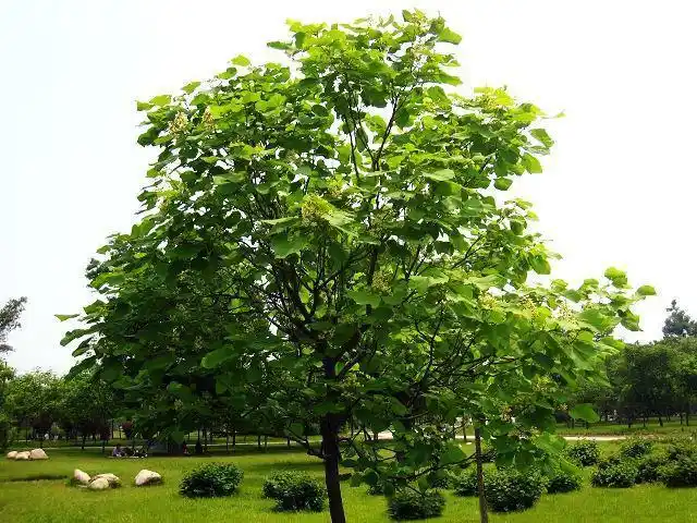 才貌双全百木之王楸树