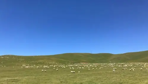 蓝蓝天晴空万里,草原上的一只只白羊悠闲自在!