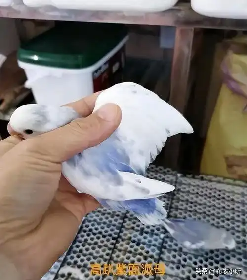 面类牡丹鹦鹉品种大全(共50种,最新整理版)