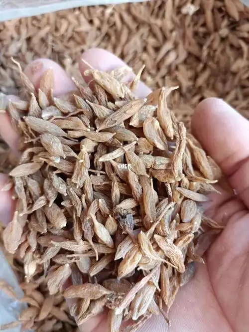 少量纯天然野生麦冬今天打包发货