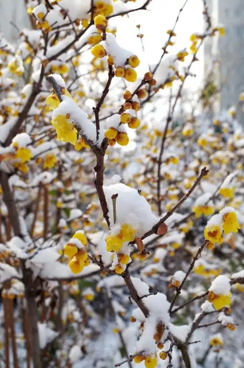 雪中腊梅