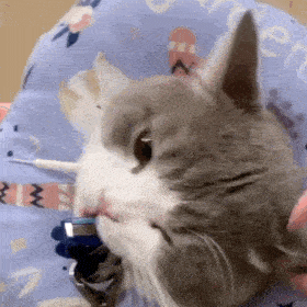 历史回顾网红猫咪土豆表情包八