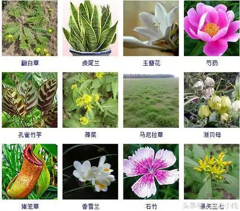 草本植物有哪些300种常见的草本植物