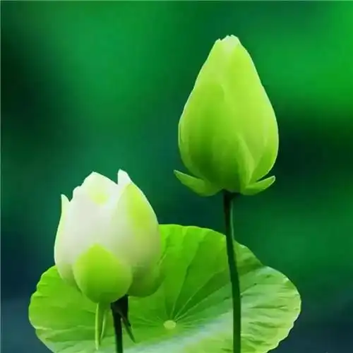 清新绿色好看的头像图片 清新自然非常养眼_风景头像_头像屋