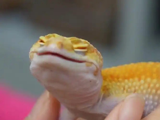 豹纹守宫 | 它好像一个会发光的宝宝77嗷呜一大口