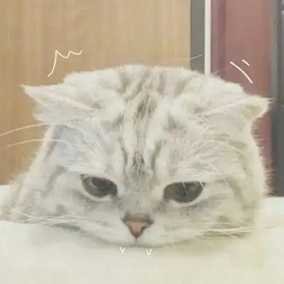 微信头像猫咪图片大全 2020年猫微信头像图片