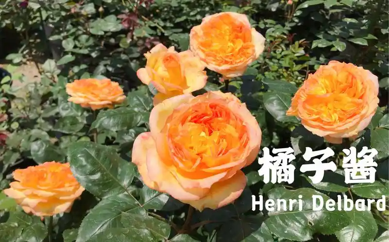 橘子酱月季开花啦戴尔巴德月季