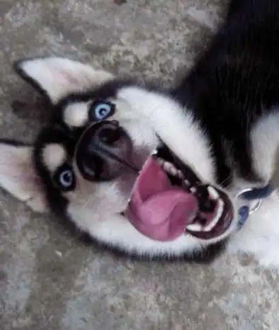 二哈的逗比搞笑日常,萌到没朋友,跟它玩,你会怀疑自己的智