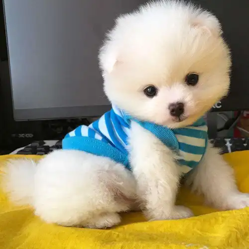 另外,这种狗狗还不拆家,非常温驯,吃得也少.