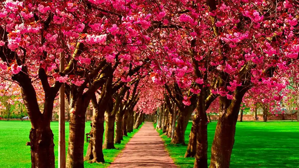 一棵开花的树,太美了