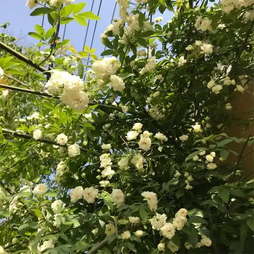 木香花,蔷薇花飘香的时节