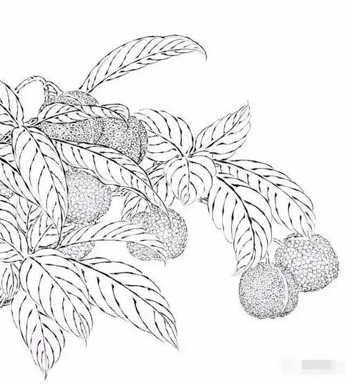 吉祥寓意的花鸟白描🐤 - 美篇