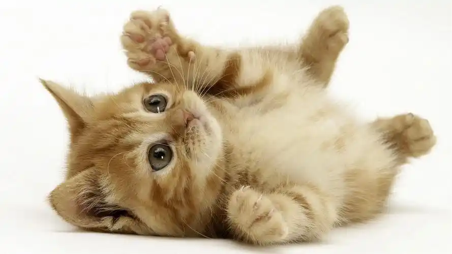 卖萌猫咪桌面壁纸_可爱卖萌的猫咪