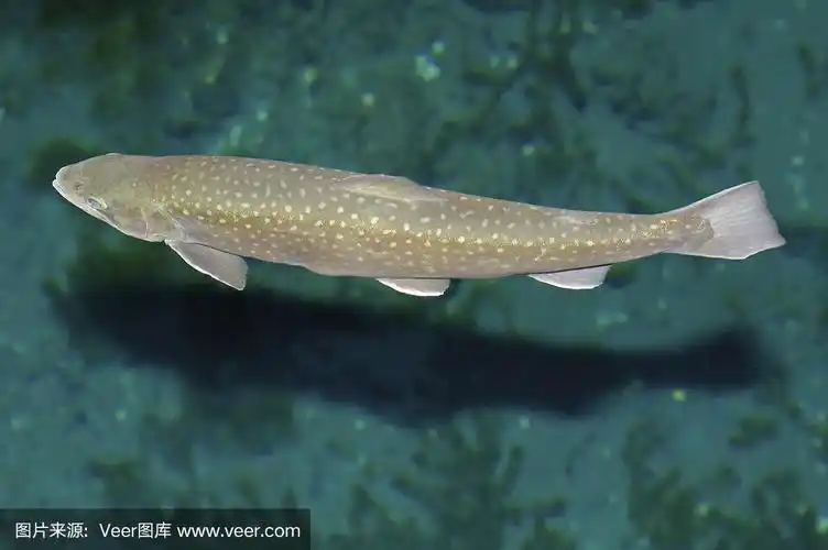 岩花(日本白斑炭)