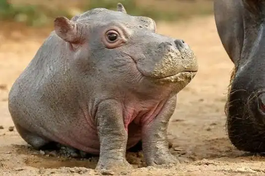 如果动物没有脖子是什么样?这些照片能让你笑疯!