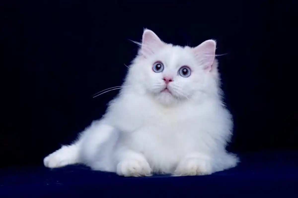 布偶猫中的奶油色是一种什么样的颜色