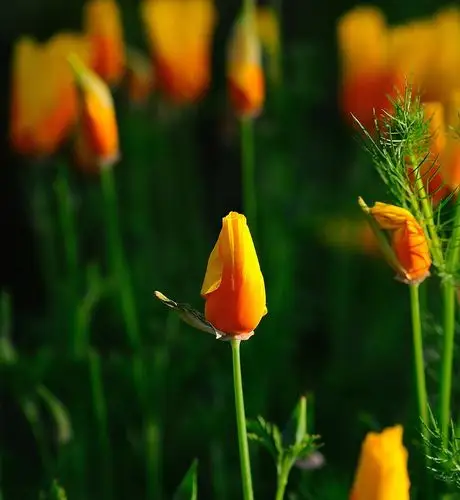 校园里的花菱草