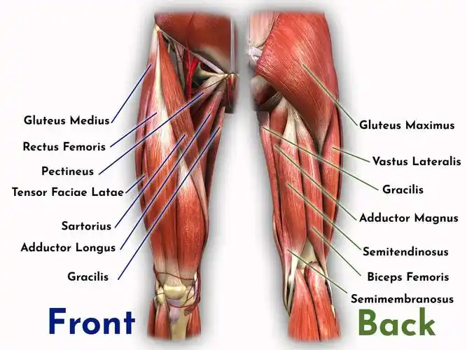 muscles affect the flexibility of the hip, such as: hamstrings