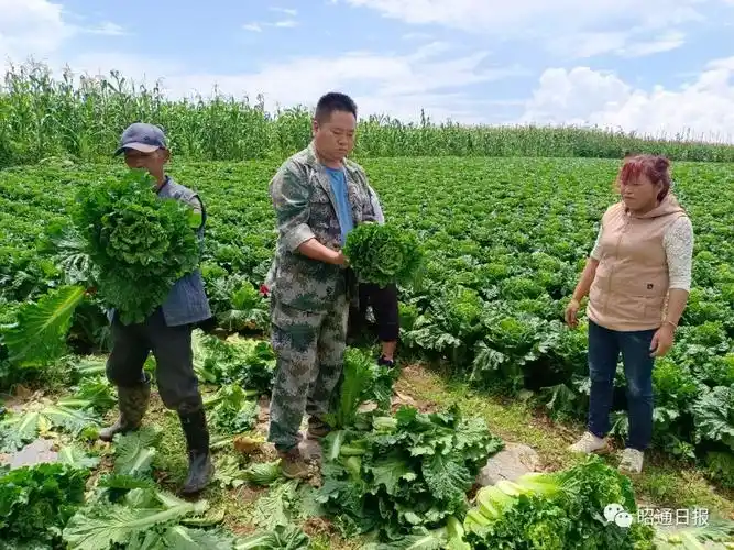 公益助农丨云南巧家1800亩新鲜蔬菜上市盼您一同助力