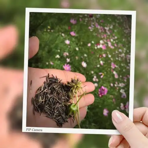 3.格桑花种子采摘(免费)