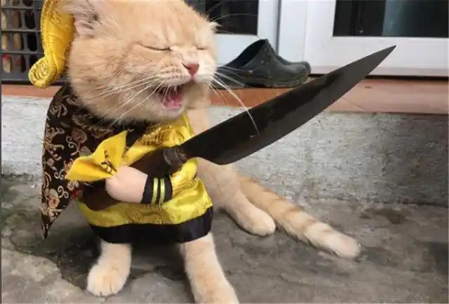 猫咪大佬带刀出巡,竟然喜欢墨镜和大金链子?