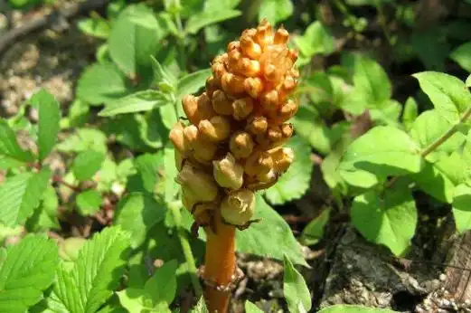 天麻花与大丽花的区别 野生天麻花图片大全