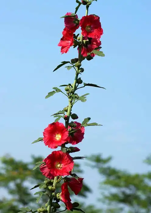 【原摄】鲜花一串节节高,夏日蜀葵花锦来