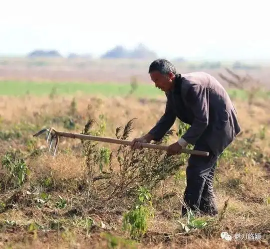 严寒冬日里,临颍这些农民辛辛苦苦在田地里劳作