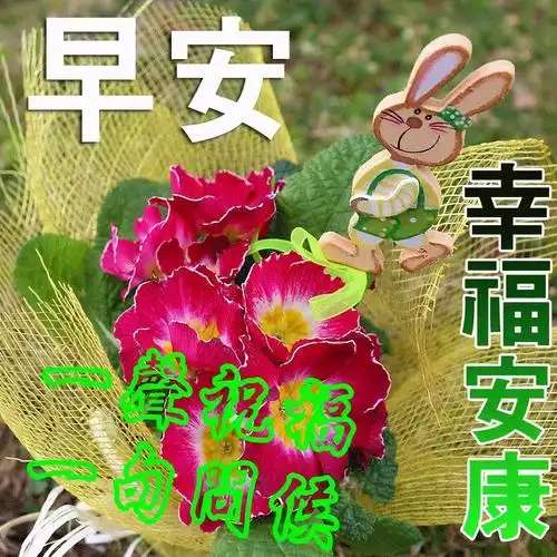 最新最美的早安问候语图片早上好图片说说