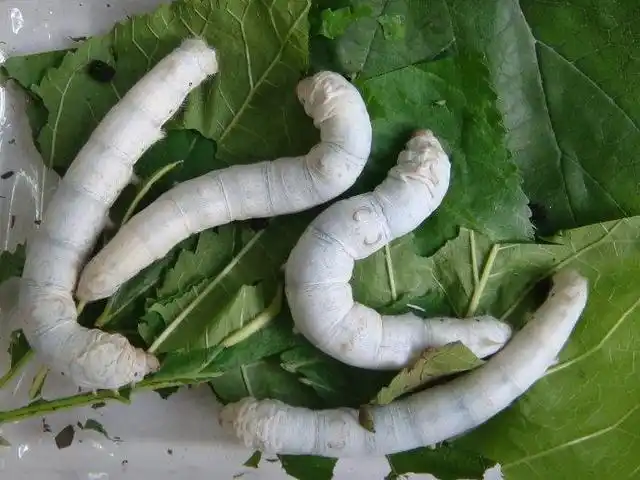 家蚕不仅可吐丝制成丝绸,在科学研究方面也常作为有效的动物模型