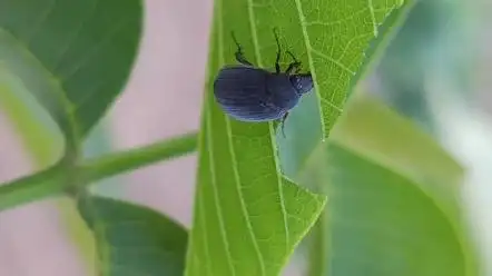 天鹅绒配色的东方绢金龟