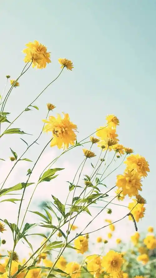 唯美植物,唯美花朵,唯美风景,秋天风景,手机壁纸浪漫唯美植物