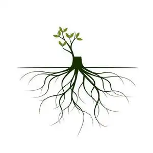 植物的根. 概要说明.照片