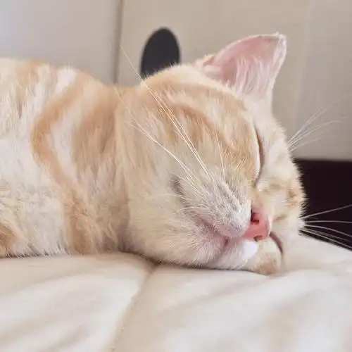 这样睡意朦胧的小萌橘你见过吗