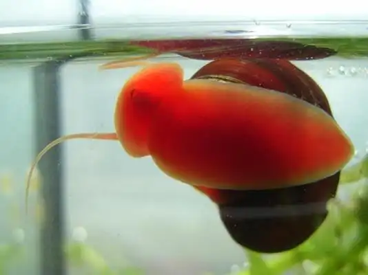 有一种生活在水中的红色的动物,体积很小,貌似蜗牛的长相,吃蔬菜叶子